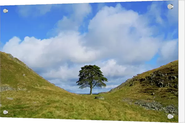 Sycamore Tree - Sycamore Gap - Hadrian's wall - UK