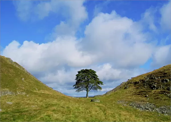 Sycamore Tree - Sycamore Gap - Hadrian's wall - UK