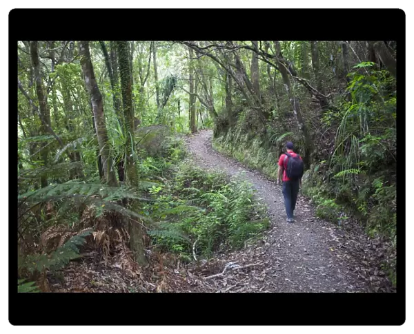 Man hiking on Waiomu Kauri Grove trail, Thames, Coromandel Peninsula, Waikato, North Island, New Zealand, Pacific