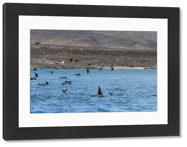 Framed Print of A small pod of four or five killer whales