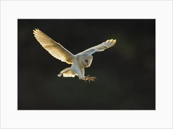 Mounted Print Of Barn Owl (tyto Alba), (c), Hampshire, England, Uk