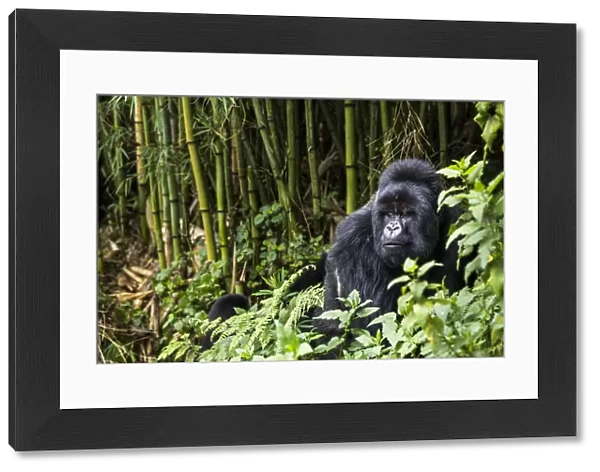 Silverback Mountain gorilla (Gorilla beringei) in the bamboo forest, this is Munyinya