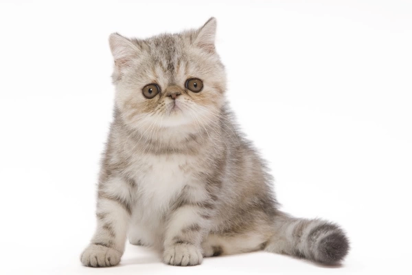 Silver tabby 2024 exotic shorthair