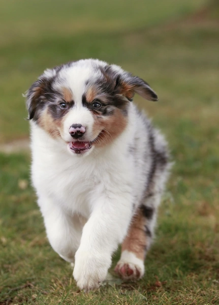 Double merle australian 2024 shepherd for sale