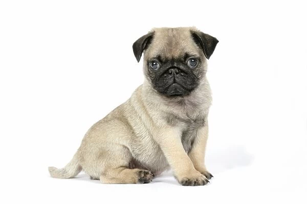 Pug sales puppy finder