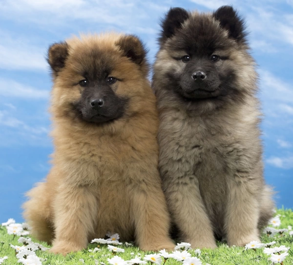 Eurasier dog for store sale