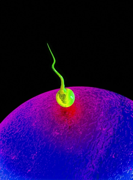 Postcard Of Computer Art Of Sperm And Egg During Fertilisation