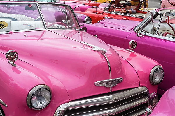 A convention of pink Chevrolet classic cars Havana Cuba