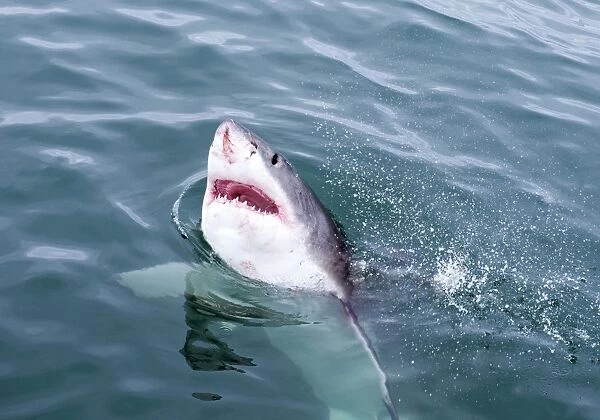 Postcard Of Great White Shark Carcharodon Carcharias