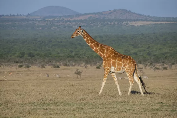 Glass Coaster of Africa, Kenya, Ol Pejeta Conservancy