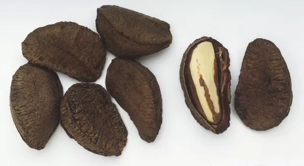 Brazil nuts in shell for clearance sale