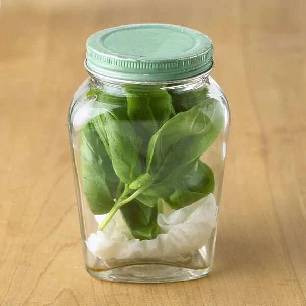 Prints of Jar containing basil leaves and wet kitchen paper