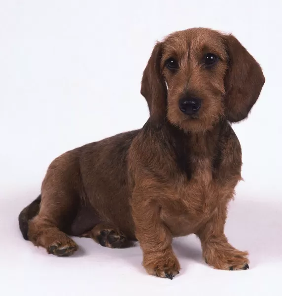 Rough hotsell haired dachshund