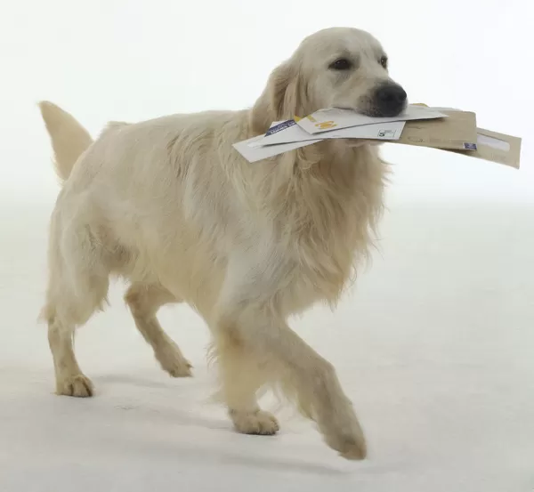 Long haired hotsell white golden retriever