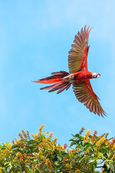 scarlet macaw flying