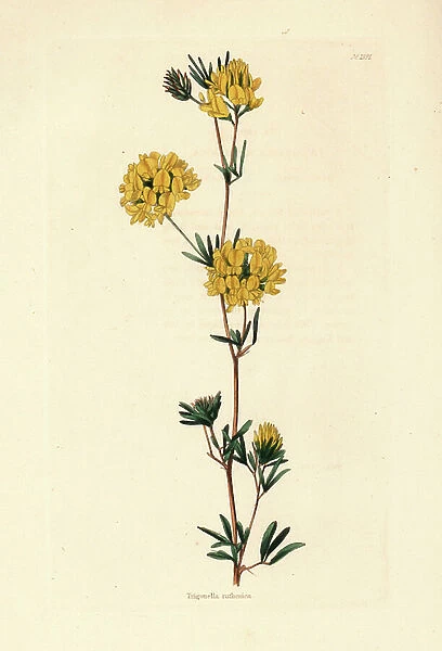 Alfalfa, Medicago ruthenica (Trigonella ruthenica)