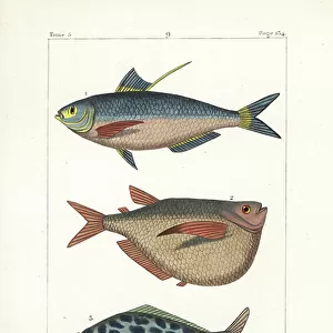 G Collection: Gizzard Shad