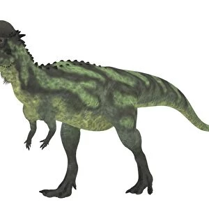 Pachycephalosaurus - M.RArts - Drawings & Illustration, Animals, Birds, &  Fish, Dinosaurs, Other Dinosaurs - ArtPal