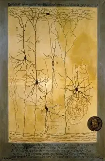 Cortical Grey Matter Schema Print by Ramon y Cajal (1906)