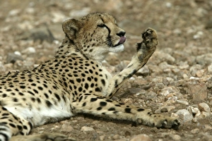 30 Dec 2003 Framed Print Collection: Cheetah Namibia