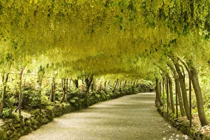 Laburnum Arch Print, Bodnant Gardens, Conwy, Wales