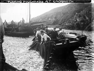 Ships Jigsaw Puzzle Collection: Tucking Pilchards at Cadgwith, Cornwall. Late 1800s